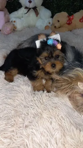 Filhote Yorkshire Terrier, Seu Coração Está Pronto Para Esse Novo Amor?