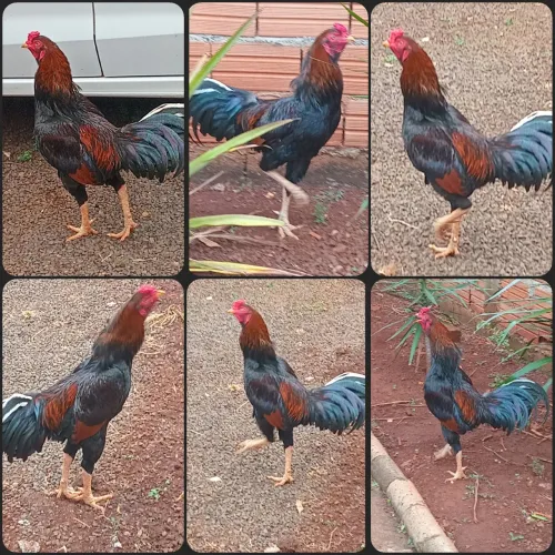 GALO ÍNDIO ( NOVO) PURO