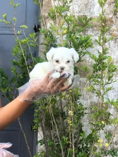 Maltês fêmea com 51 dias vacinada padrão micro com pedigree - Alberto