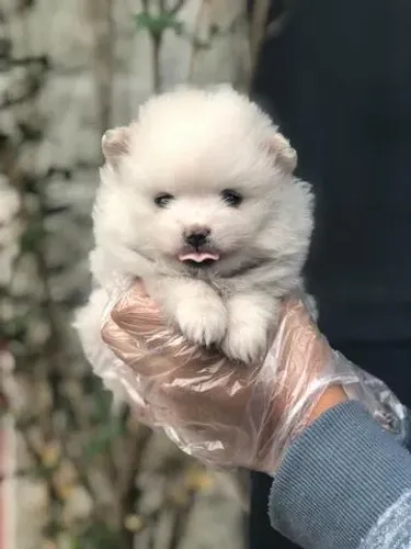 Spitz Alemão Anão- Filhote com 57 dias, fêmea branquinha -Dani