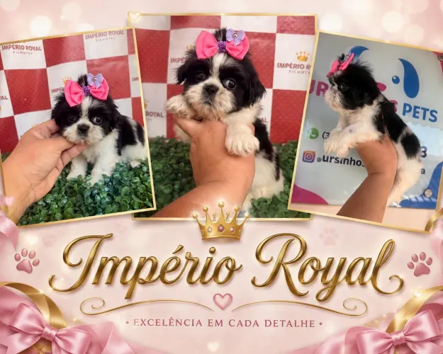 Shihtzu Fêmea Bicolor muito Perfeitinha! Império Royal