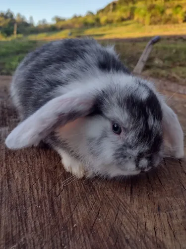 Mini Lop Uruguaia