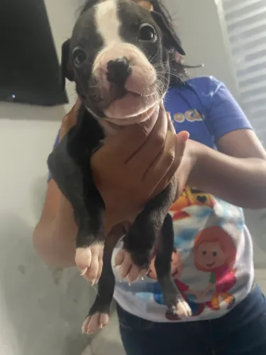 Pitbull