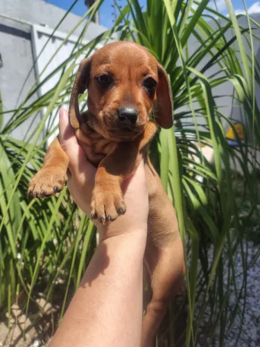 Dachshund salsichinha com pedigree fêmea 