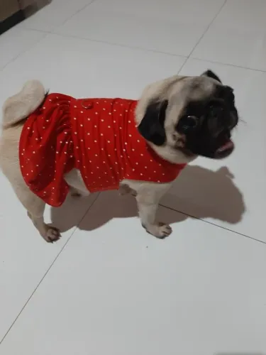 Vendo uma cadela. Pung  com 1 ano e 8 mese vai pro terceiro ciu. Motivo de de viagem 