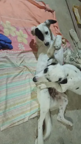Doação de 2 cadelas.