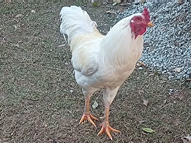 Vendo galo indio, excelente reprodutor. 