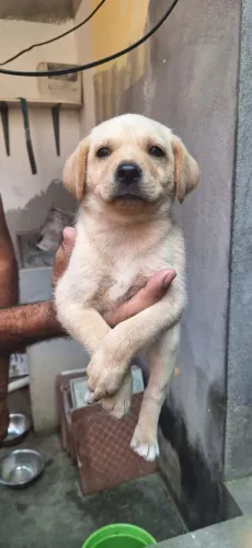Doação de cachorrinho