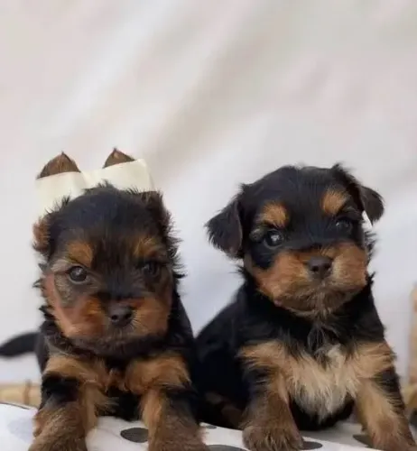 Yorkshire miniatura ( casal disponível)