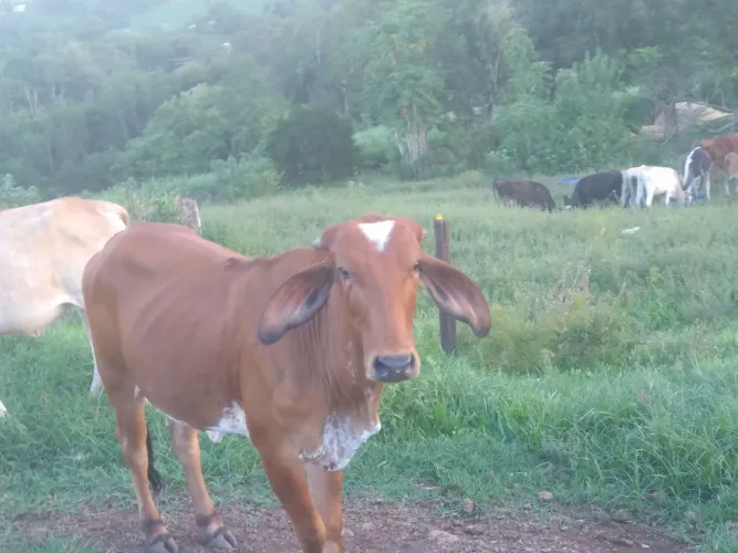 Novilhas 