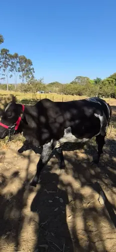 Vaca Girolanda prenha + 2 bezerras girolandas