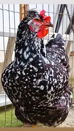 Galinha GSB Balão sertanejo