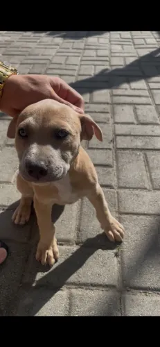 Filhote pitbull fêmea 