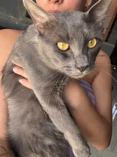 Doação de gatinhos  