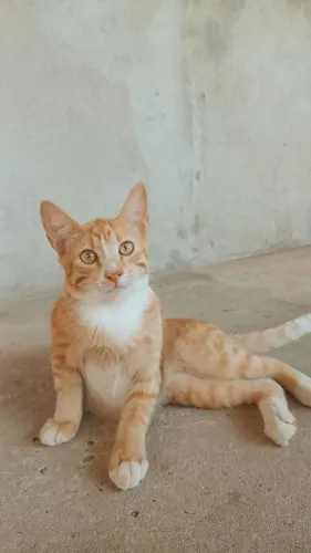 Doação de Gatos filhotes