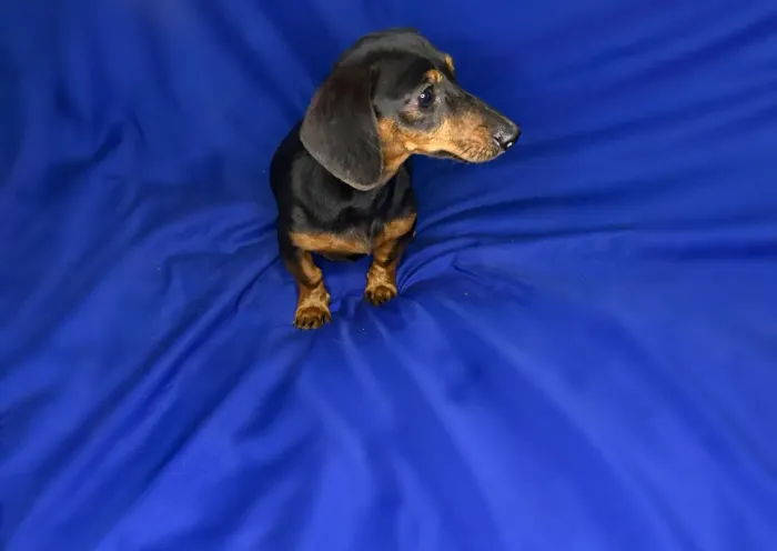 Filhote Dachshund Salsicha Fêmea Miniatura Toda Vacinada
