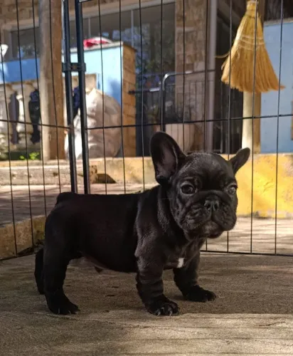 Buldogue francês macho