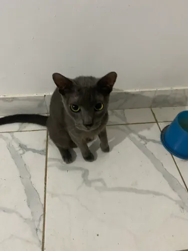 Gato para adoção 