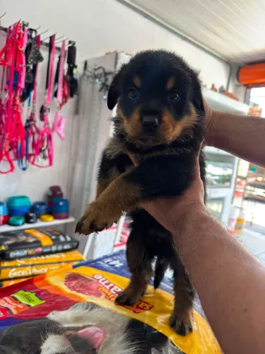 Rottweiler disponível para venda!!
