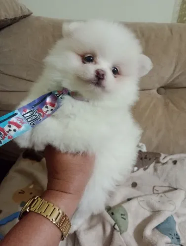 Spitz Alemão Anão cor Branco, macho. Em 10x no cartão.