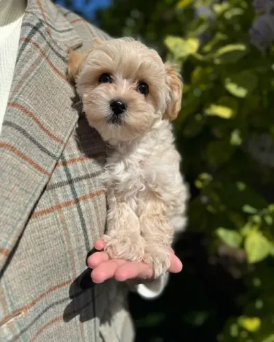 Última Poodle Fêmea Disponível - Pronta Para Um Novo Lar Cheio de Amor