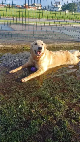 Procura-se Golden Retriever macho para cruzamento