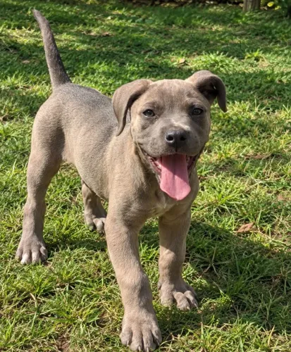 Cane Corso fêmea na cor cinza com pedigree