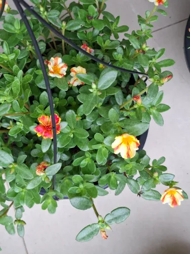 Flores
