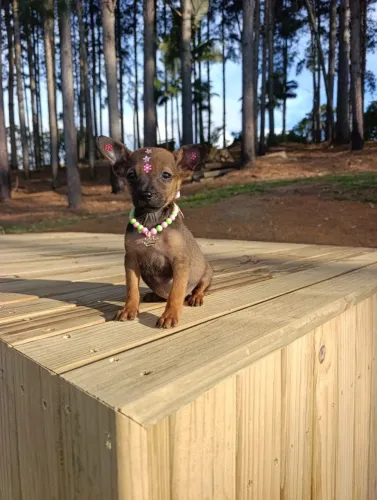 Pinscher fêmea filhote