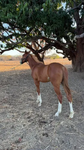 Potra de corrida
