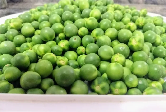 Jurubeba 1kg natural e orgânica 