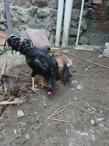 VENDO CASAL DA RAÇA CARIOCA
