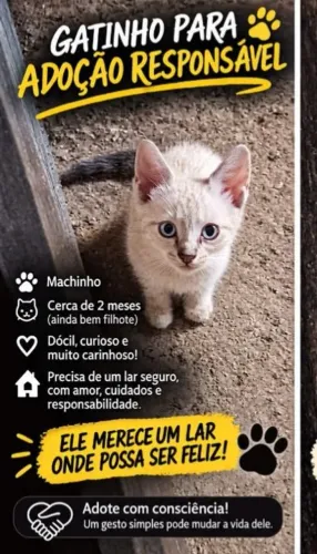 GATINHO FOFO PROCURA MÃE HUMANA