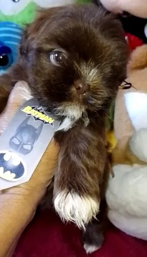 Filhotes Shiht macho e fêmea pronta entrega pedigree