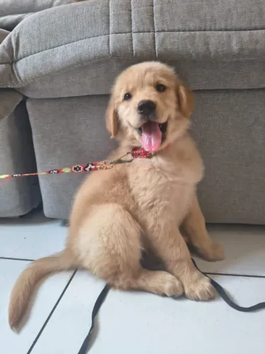 Golden Fêmea