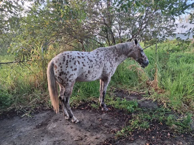 Cavalo muito bonito