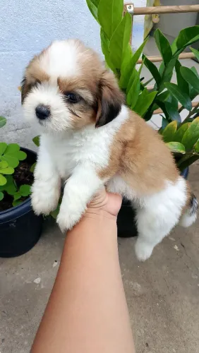 Filhote de SHIH TZU