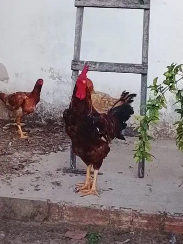 Vendo dos lindos frango 