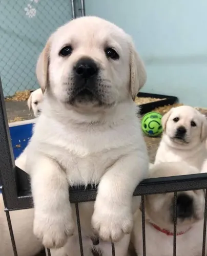 Labrador Retriever - Transforme Uma Data Comum Em Um Momento Inesquecível 