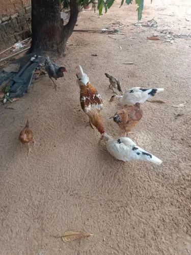 Galo e galinhas