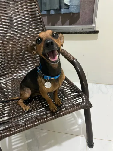 Cachorro em busca de namorada