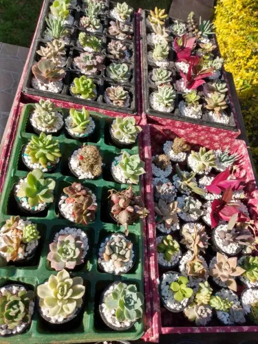 Suculentas 