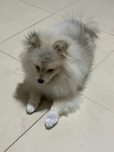 Spitz alemão