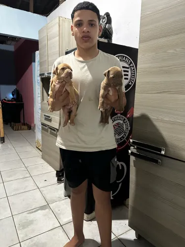 Cachorro pit motens