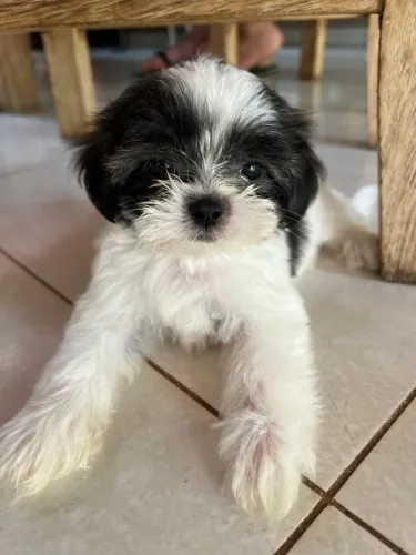 Filhote de Shitzu fêmea