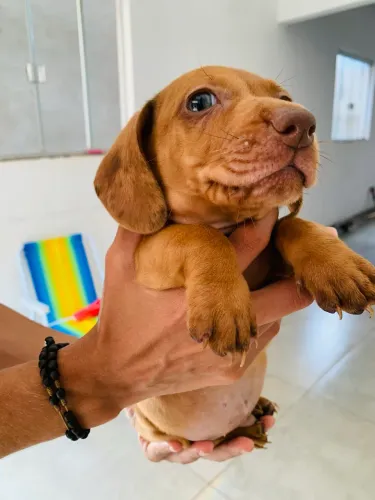 DACHSHUND salsichinha mofadinho arlequim