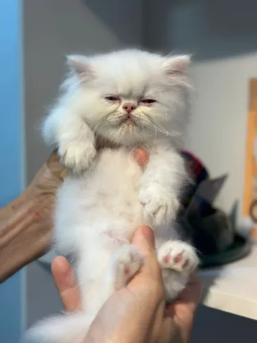 Lindo gato persa branquinho