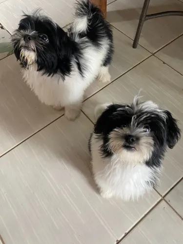Shih Tzu Pipoca e Floquinho