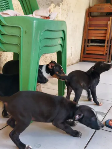 Filhote cachorros