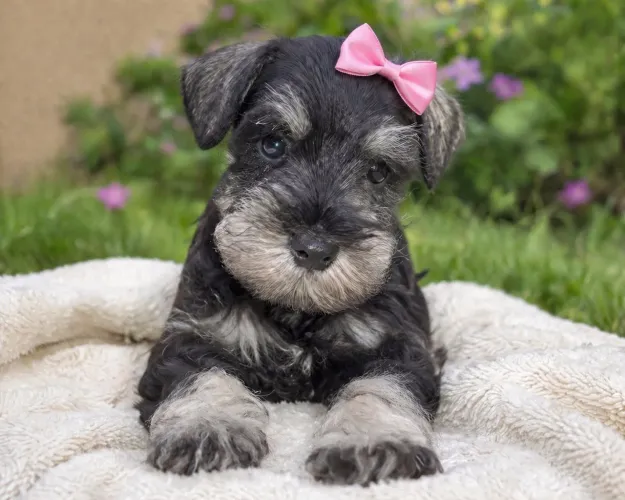 Schnauzer miniatura fêmeas o presente do Dia das Crianças venha conferir